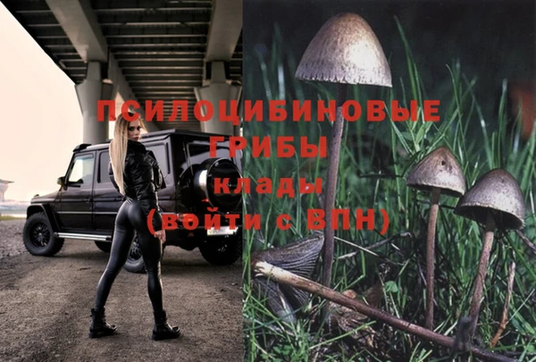 сатива Гусь-Хрустальный