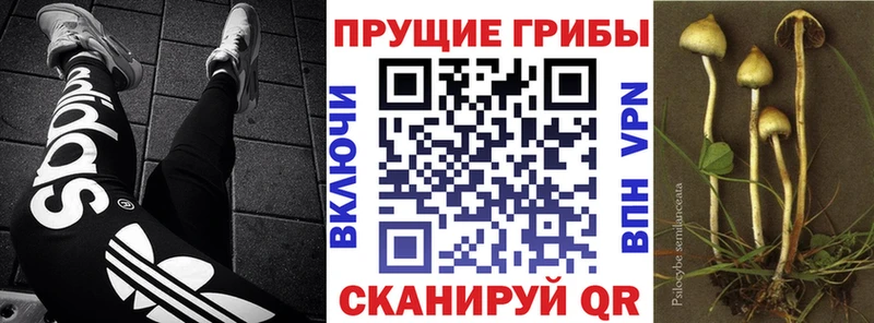 Псилоцибиновые грибы ЛСД  Купить где  Кимры 